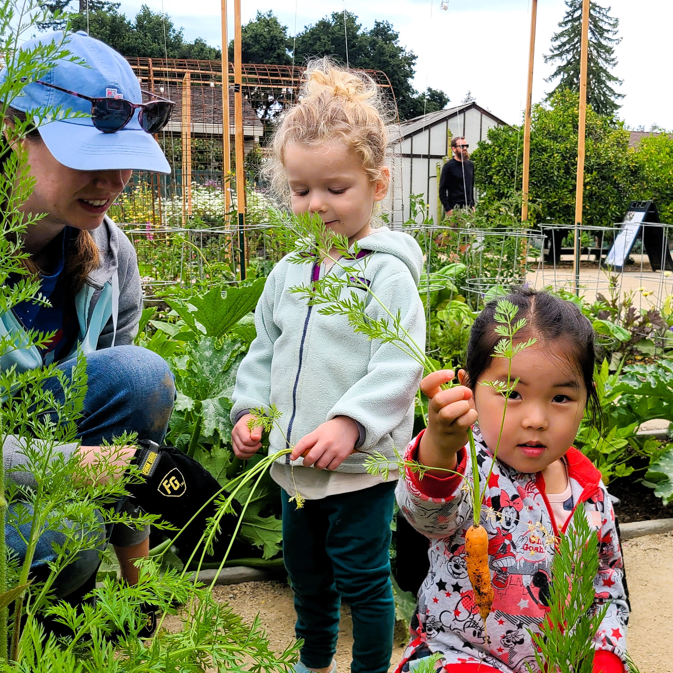 two toddlers harvesting carrots with a grownup