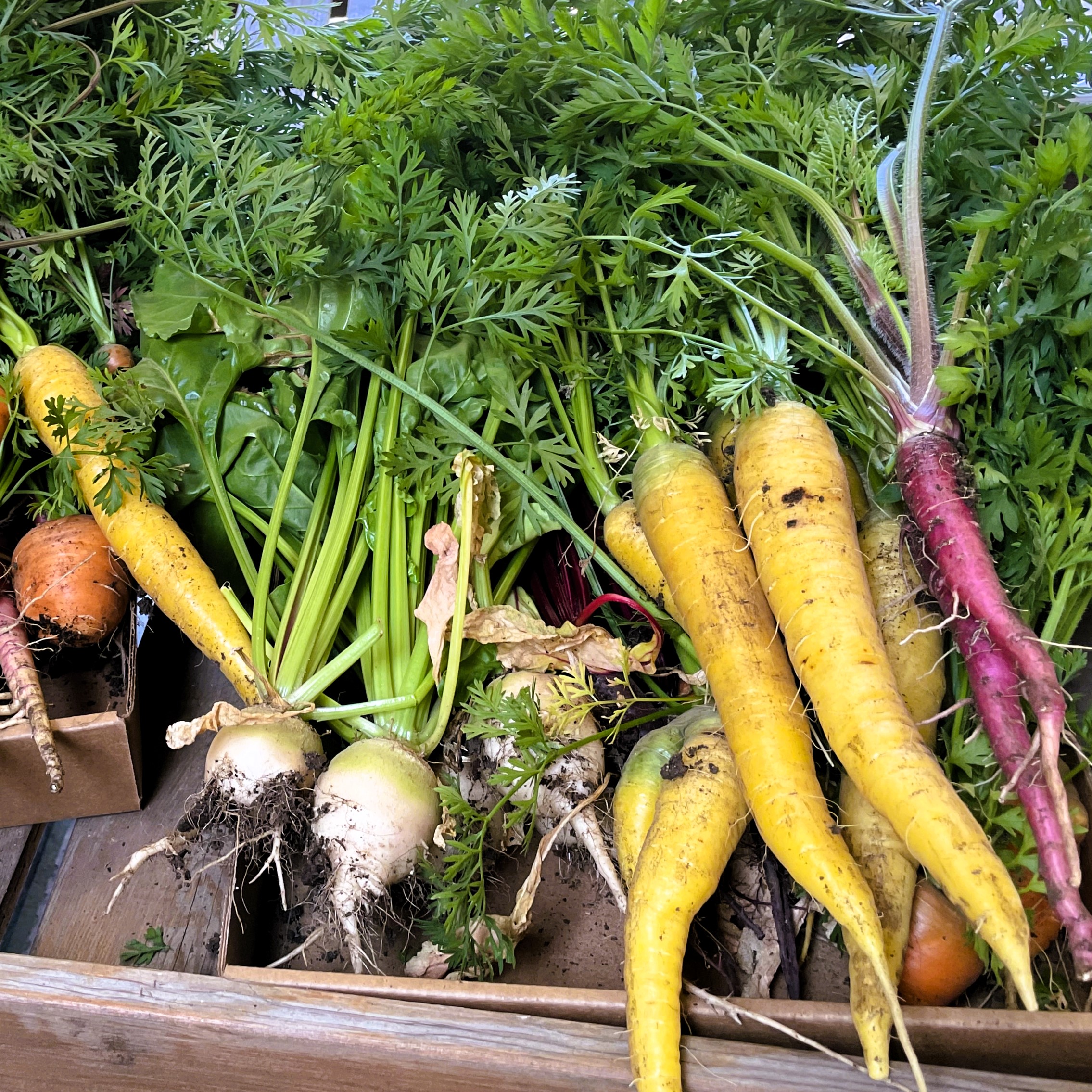 freshly harvested root vegetables